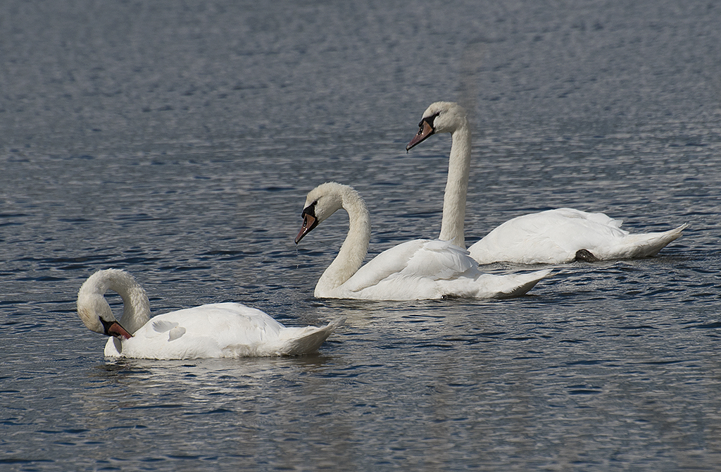 Schleswig Holstein Ostsee 09_2015 KA7_4330 als Smartobjekt-1 Kopie.jpg - Familie Schwan bei der Körperpflege